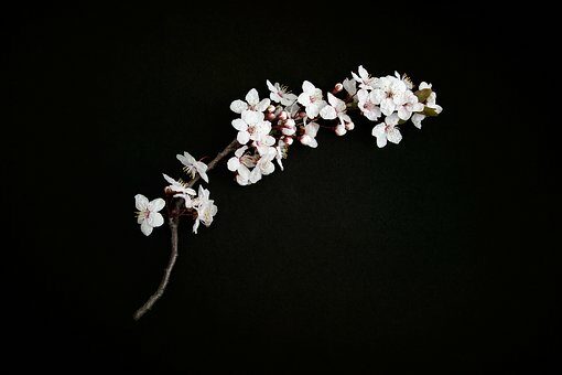 cherry-blossom-2127040__340-1163724