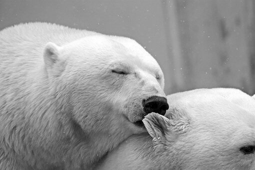 polar-bear-196318__340-4316690