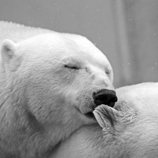 polar-bear-196318__340-320x320-9358269