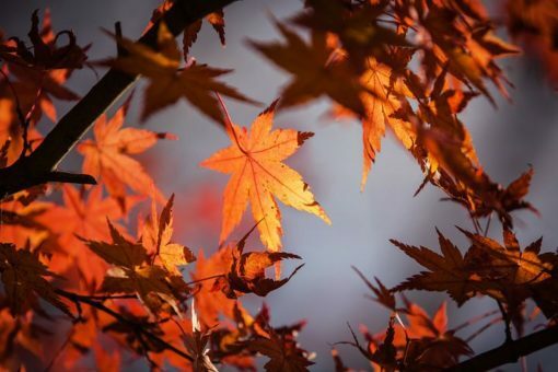 autumn-leaves-1415541__480-e1566956165336-1641401