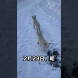 北海道犬のネムの子犬はいそべくんは先に飼い主さんの元へ行きました！その後のずんだくんときなこちゃんの様子🤗毎日走る速度が速いなりますし人の声も良く聞くようになりましたよ😊あと数日#shorts