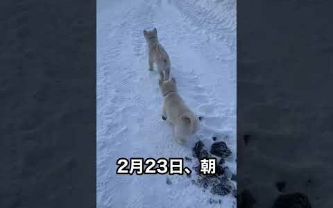 北海道犬のネムの子犬はいそべくんは先に飼い主さんの元へ行きました！その後のずんだくんときなこちゃんの様子🤗毎日走る速度が速いなりますし人の声も良く聞くようになりましたよ😊あと数日#shorts